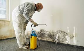 Professional Mold Removal Services in Missoula, MT